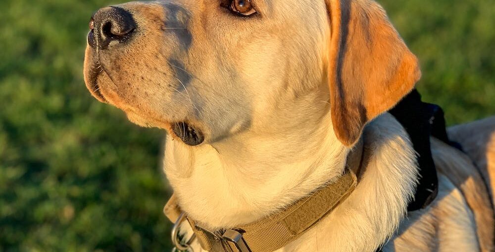 The Importance of Tactical Dog Collars with Names: A Comprehensive Guide