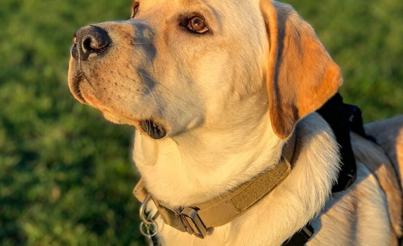 The Importance of Tactical Dog Collars with Names: A Comprehensive Guide