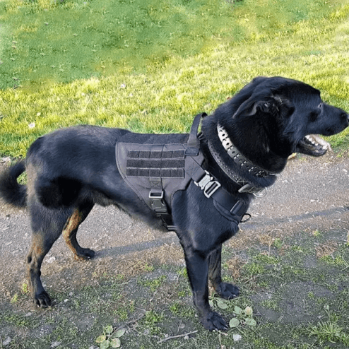 tactical K9 dog harness